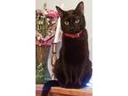 Adopt KiKi a All Black Domestic Shorthair (short coat) cat in Lebanon