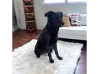 Adopt Blakesly a Black Border Collie / Mixed Breed (Medium) / Mixed (short coat)