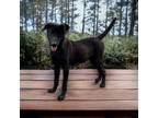 Adopt Niko a Brown/Chocolate German Shepherd Dog / Mixed Breed (Medium) / Mixed
