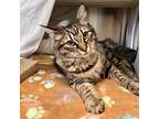 Adopt Ray a Brown Tabby Domestic Mediumhair / Mixed cat in Merriam
