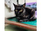 Adopt Elle a All Black Domestic Shorthair / Domestic Shorthair / Mixed cat in