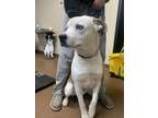 Adopt Harley a White American Pit Bull Terrier / Shepherd (Unknown Type) / Mixed