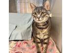 Adopt Muffin a Gray or Blue Domestic Shorthair / Mixed cat in Merriam