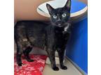 Adopt Tinsel a All Black Domestic Shorthair / Domestic Shorthair / Mixed cat in