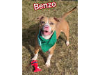 Adopt Benzo a Tan/Yellow/Fawn American Pit Bull Terrier / Mixed dog in