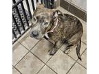 Adopt Jake a Brindle Pit Bull Terrier / Shar Pei / Mixed dog in Phoenix