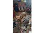 Adopt Lilly a Brown/Chocolate Pit Bull Terrier / Weimaraner / Mixed dog in
