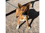 Adopt Dog 3 a Tan/Yellow/Fawn Shepherd (Unknown Type) / Mixed dog in El Paso