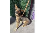 Adopt Dog 2 a Tan/Yellow/Fawn Shepherd (Unknown Type) / Mixed dog in El Paso