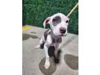 Adopt 55407271 a White Pit Bull Terrier / Mixed dog in El Paso, TX (40856580)