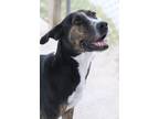 Adopt Brady a Black Hound (Unknown Type) / Mixed dog in Tyler, TX (31124640)
