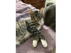 Adopt Prince Charming a Spotted Tabby/Leopard Spotted Domestic Shorthair cat in
