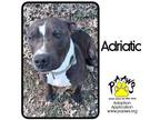 Adopt Adriatic a Black American Pit Bull Terrier / Mixed Breed (Medium) / Mixed