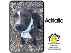 Adopt Adriatic a Black American Pit Bull Terrier / Mixed dog in Newburgh
