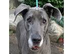 Adopt Shedinja a Gray/Blue/Silver/Salt & Pepper Great Dane / Mixed dog in