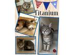 Adopt Titanium a Domestic Shorthair / Mixed cat in Naples, FL (40579539)