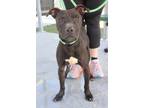Adopt HAGAR a Black Mixed Breed (Medium) / Mixed dog in Fernandina Beach
