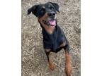 Adopt Frejya a Black Rottweiler / Labrador Retriever / Mixed dog in Vienna