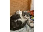 Adopt Sage a American Shorthair / Mixed (short coat) cat in Napa, CA (40112102)