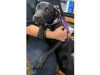 Adopt ZuZu a Labrador Retriever / American Pit Bull Terrier / Mixed dog in