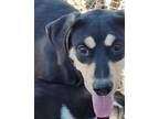 Adopt Trixie a Hound (Unknown Type) / Mixed dog in Arkadelphia, AR (40683027)