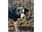 Adopt Truffle a Border Collie / Mixed Breed (Medium) / Mixed dog in Arkadelphia