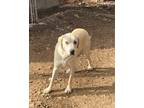 Adopt Biscotti a Border Collie / Mixed Breed (Medium) / Mixed dog in