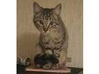 Adopt Sprinkles a Gray, Blue or Silver Tabby Domestic Shorthair (short coat) cat