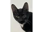 Adopt Purdue a Black & White or Tuxedo Domestic Shorthair / Mixed cat in San