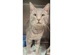 Adopt Aasha a Gray or Blue Domestic Shorthair (short coat) cat in Parlier