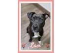 Adopt Laci a Black - with White Labrador Retriever dog in South Mills