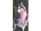 Adopt BOOMA a Gray/Silver/Salt & Pepper - with White Siberian Husky / Mixed dog