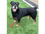 Adopt Max 689488 a Black Rottweiler / Mixed Breed (Medium) / Mixed (short coat)