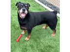 Adopt Max 689488 a Black Rottweiler / Mixed dog in Hayden, ID (40822228)