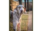 Adopt Conner a White Great Dane / Terrier (Unknown Type, Medium) / Mixed dog in