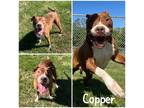 Adopt Copper a Brown/Chocolate American Pit Bull Terrier / Mixed Breed (Medium)