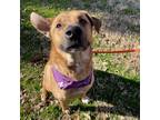 Adopt Red a Brown/Chocolate Mixed Breed (Large) / Mixed dog in Dallas