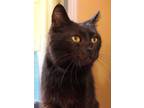 Adopt Shego a All Black Domestic Shorthair / Domestic Shorthair / Mixed cat in