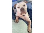 Adopt Baymax a White American Pit Bull Terrier / Mixed Breed (Medium) / Mixed