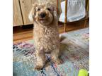 Adopt Sonny a Tan/Yellow/Fawn Miniature Poodle / Mixed dog in New York