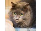 Adopt Gus a Gray or Blue Domestic Longhair / Domestic Shorthair / Mixed cat in
