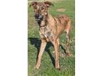 Adopt Xander a Brindle Mixed Breed (Medium) / Mixed dog in Houston