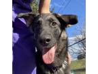 Adopt Zane a Black German Shepherd Dog / Mixed dog in Dallas, TX (40760945)