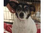 Adopt Mitsey a White Rat Terrier / Mixed Breed (Medium) / Mixed (short coat) dog