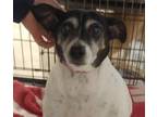 Adopt Mitsey a White Rat Terrier / Mixed dog in Robinson, IL (40855095)