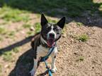 Adopt Sadie a Black American Pit Bull Terrier / Border Collie / Mixed (short