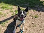 Adopt Sadie a Black American Pit Bull Terrier / Border Collie / Mixed dog in