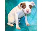 Adopt August K90 1/22/24 a White American Pit Bull Terrier / Mixed dog in San