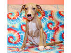 Adopt Grant K65 1-25-24 a Tan/Yellow/Fawn American Pit Bull Terrier / Mixed
