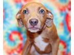 Adopt Gordon K82 1-25-24 a Brown/Chocolate American Pit Bull Terrier / Mixed